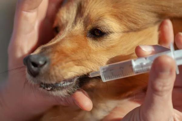 Veneno para ratas en perros - Síntomas y tratamiento - Tratamiento del veneno para ratas en perros