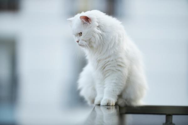 ¿Por qué mi gato mira fijamente a la nada? - Están soñando despiertos