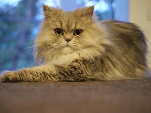 Nombres para gatos persas - Ideas femeninas y masculinas - Cómo cuidar a un gato persa