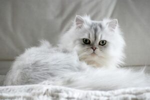 Nombres De Gatos Persas: Ideas Femeninas Y Masculinas
