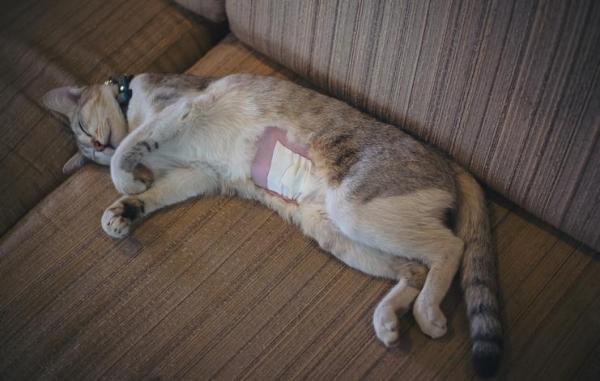 ¿Cuándo es el mejor momento para castrar a un gato? - ¿Cuál es el mejor momento para castrar a una gata?