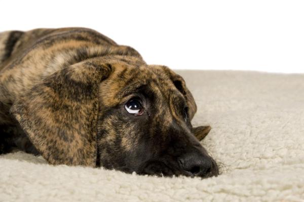 ¿Por qué mi perro no ladra en absoluto? - descortezado