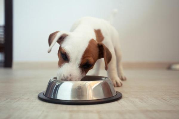 ¿Cuándo empiezan los cachorros a comer alimentos?  - Destete y Dieta - Cómo alimentar a los cachorros