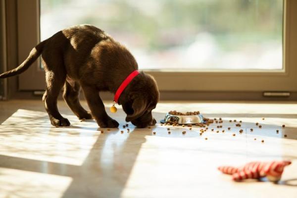¿Cuándo empiezan los cachorros a comer alimentos?  - Destete y Dieta - ¿Cuándo pueden beber agua los cachorros?