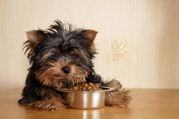 ¿cuándo Empiezan Los Cachorros a Comer Alimentos? Destete Y