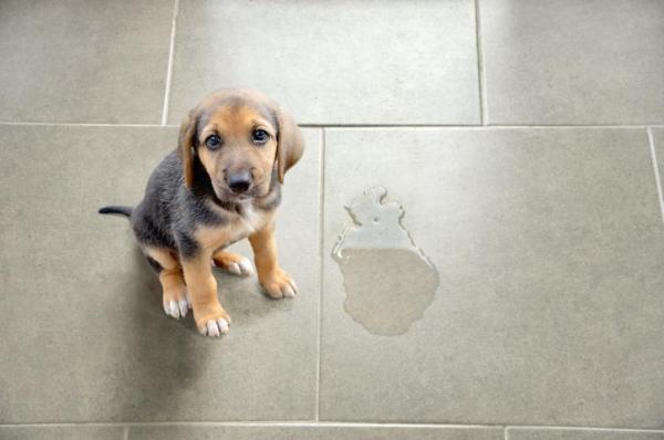 ¿Cuándo dejan los cachorros de masticar todo? - ¿Cuándo deja de orinar un cachorro en casa?