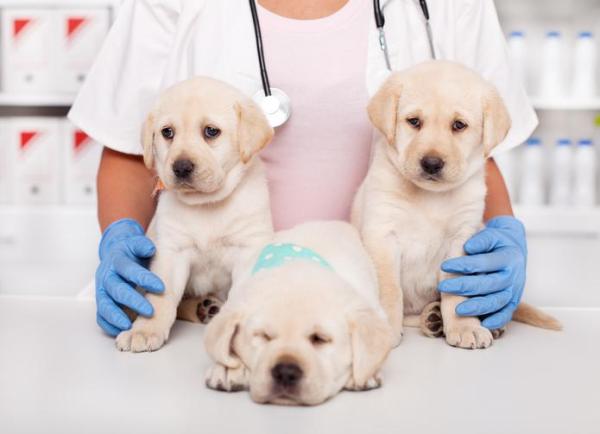 ¿Cuándo dejan los cachorros de masticar todo? - Mi cachorro no deja de morder