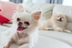 Razas De Perros Más Longevas: Top 15