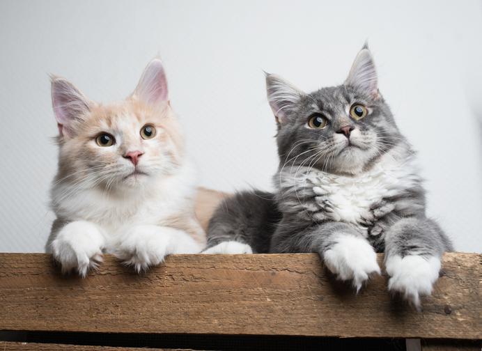 ¿Cuánto Tiempo Tardan Dos Gatos en Llevarse Bien? ¿cuánto Tiempo Tardan Dos Gatos en Llevarse Bien?