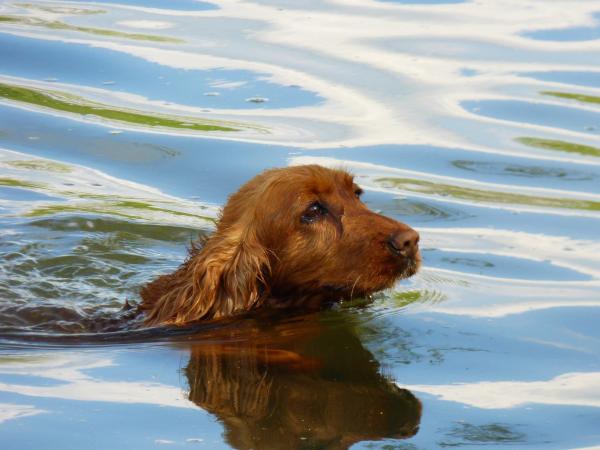 ¿El agua de mar es buena para la piel de un perro?  - Agua de mar para la sarna