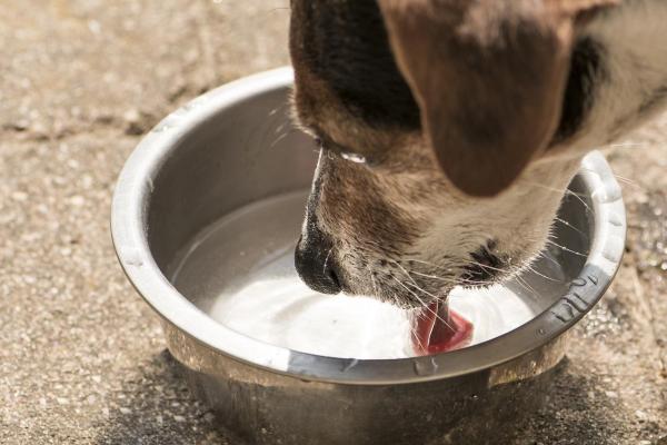 ¿El agua de mar es buena para la piel de un perro?  - ¿Pueden los perros beber agua de mar? 