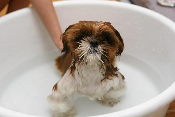 ¿El agua de mar es buena para la piel de un perro?  - Baños de agua de mar para perros