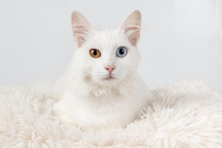 Nombres De Gatos Blancos: Macho Y Hembra