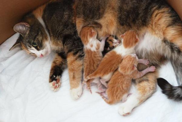 ¿A qué edad abren los ojos los gatos?  - Periodo neonatal en gatos