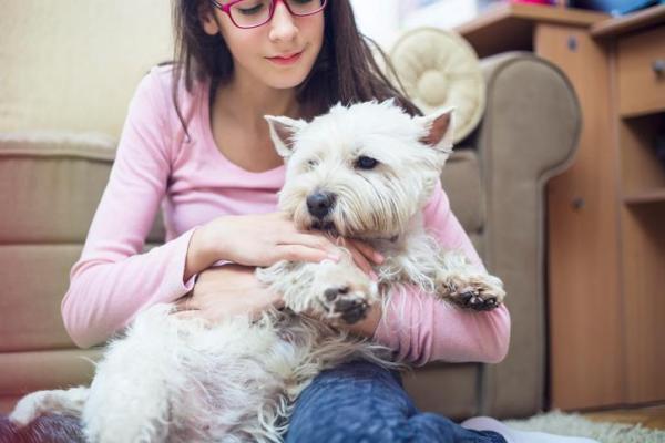 ¿Los perros tienen períodos? - ¿Cuál es la diferencia entre calor y menstruación?