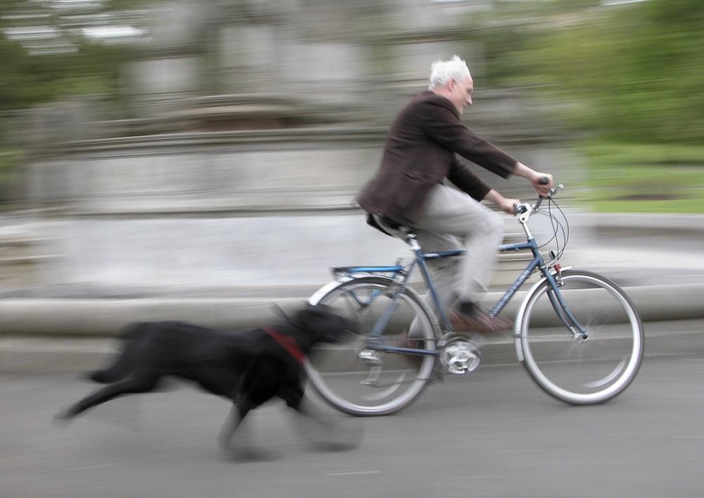 ¿por Qué Los Perros Persiguen Coches? También Motocicletas, Bicicletas