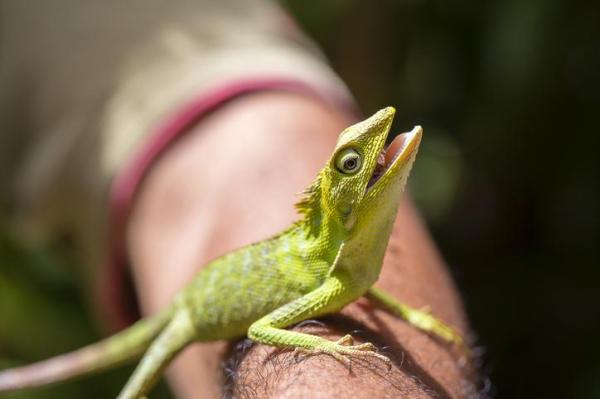 Los mejores nombres de iguanas masculinas y femeninas - Nombres para iguanas bebés