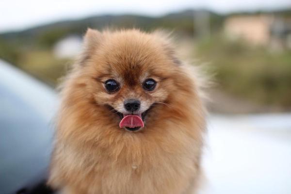 Razas de perros más esponjosas: ¡TOP 12! - Perro peludo de razas pequeñas: Pomerania