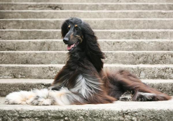 Razas de perros más esponjosas: ¡TOP 12! - Perro peludo de raza grande: Lebrel afgano