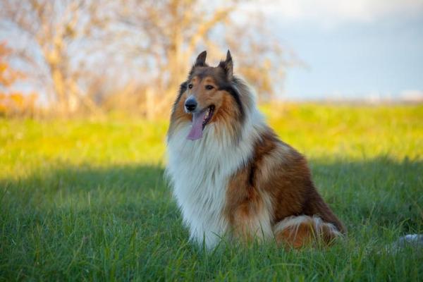 Razas de perros más esponjosas: ¡TOP 12! - Perro pastor mullido: collie áspero