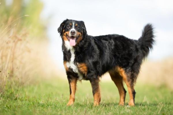 Razas de perros más esponjosas: ¡TOP 12! - Razas de perros peludos: Boyero de Berna