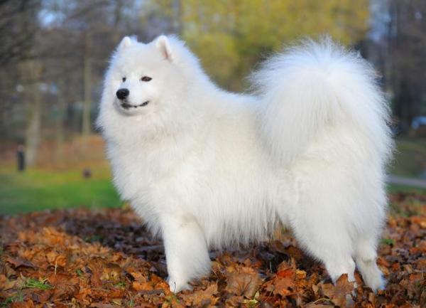 Razas de perros más esponjosas: ¡TOP 12! - Razas de perros blancos y esponjosos: Samoyedo