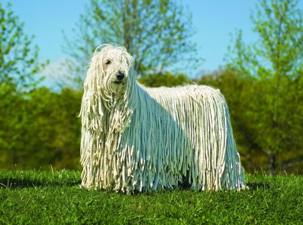 Razas de perros más esponjosas: ¡TOP 12! - Razas de perros peludos que no mudan de pelo: Komondor