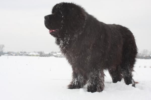 Razas de perros más esponjosas: ¡TOP 12! - Raza de perro esponjoso: perro Terranova