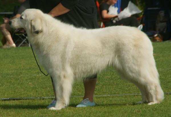 Razas de perros más esponjosas: ¡TOP 12! - Razas de perros más peludas: Grandes Pirineos