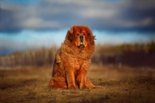 Razas de perros más esponjosas: ¡TOP 12! - La raza de perro más grande y esponjosa: el mastín tibetano