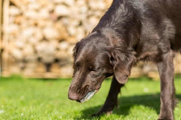 ¿Por qué mi perro come piedras? - Perro comiendo piedras: síntomas