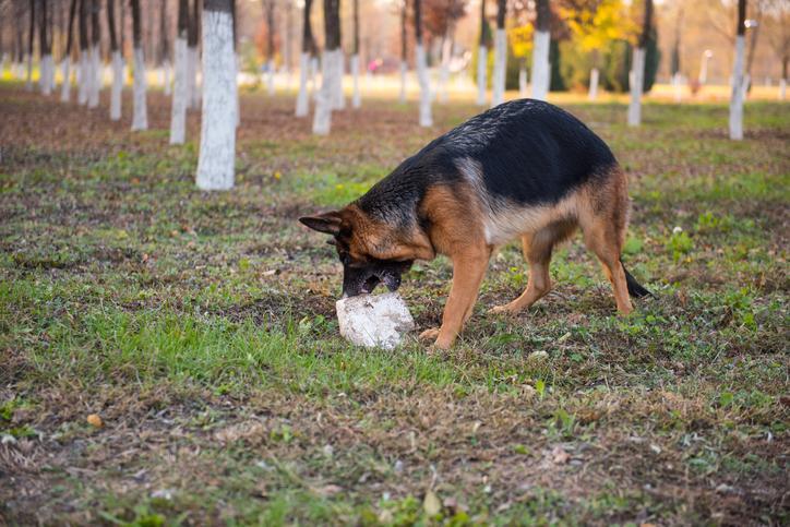 ¿Por Qué Mi Perro Come Piedras? ¿por Qué Mi Perro Come Piedras?