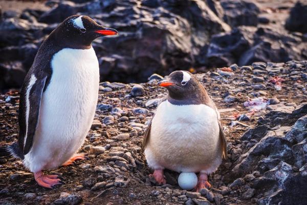 Datos curiosos sobre los pingüinos: los pingüinos son excelentes padres