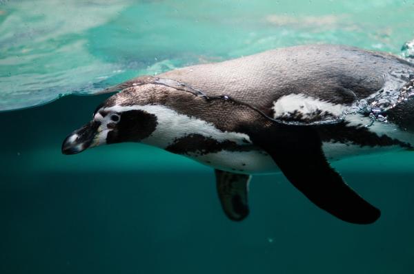 Datos curiosos sobre los pingüinos: los pingüinos son muy buenos nadadores