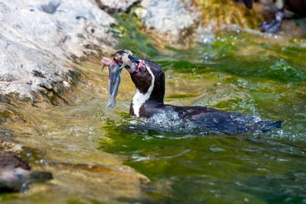 Datos curiosos sobre los pingüinos: los pingüinos son exclusivamente carnívoros