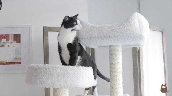 ¿Qué hago con mi gato si me voy de vacaciones? - Dónde dejar a mi gato cuando me voy de vacaciones