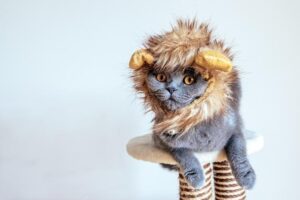 Nombres De Disney Para Gatos