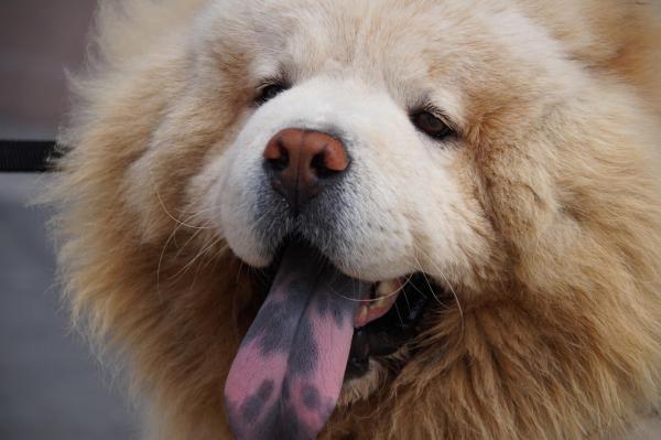 Nombres de Chow Chow: ¡masculino y femenino! - Nombres de chow chow: femenino