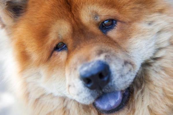 Nombres de Chow Chow: ¡masculino y femenino! - Nombres de perros chinos: Chow Chow