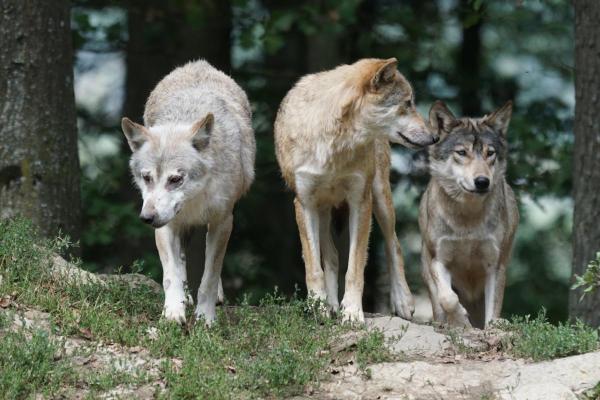 Diferencias entre coyote y lobo - Diferencias de comportamiento entre el coyote y el lobo