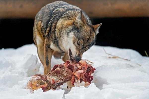 Diferencias entre coyote y lobo - Diferencias en la dieta del coyote y el lobo