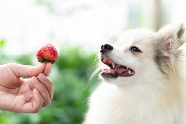 ¿Los perros son carnívoros u omnívoros?  - Respuesta completa - Epigenética nutricional
