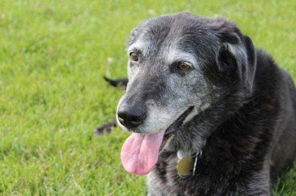 ¿Por qué mi perro hace caca en casa de repente? - El perro hace caca dentro de repente: síndrome de disfunción cognitiva