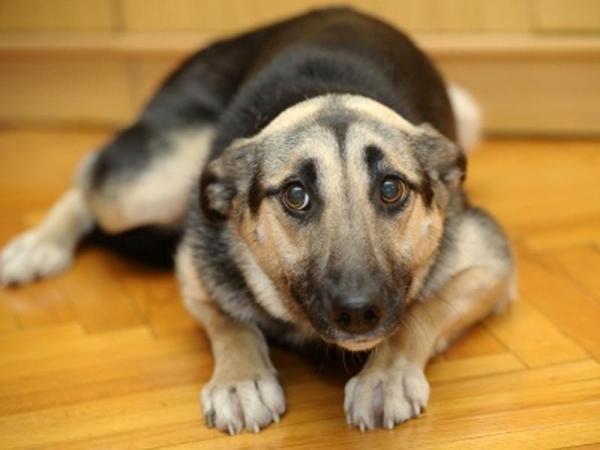 ¿Por qué mi perro hace caca en casa de repente? - El perro hace caca dentro de casa: miedo