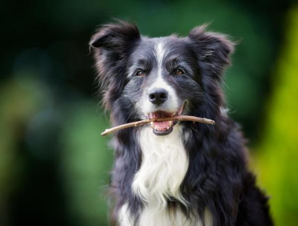 ¿Por qué mi perro se pone gris?  - ¿Por qué mi perro se pone gris si es joven?