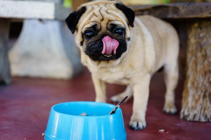 La Mejor Comida Para Pugs: Tamaños De Porciones Para Perros