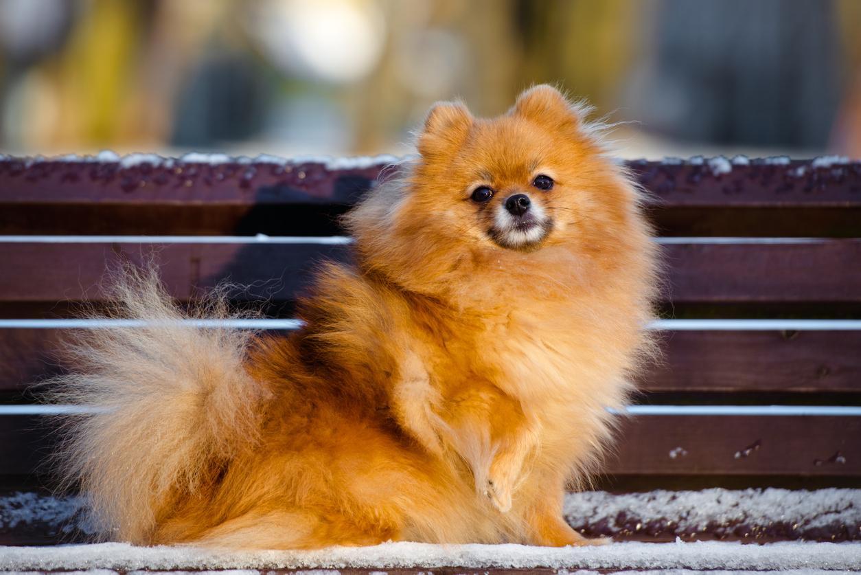 Entrenamiento De Pomerania Para Perros Cachorros Y Adultos