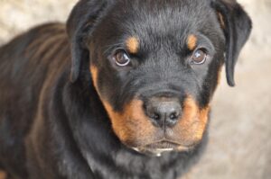 Los Mejores Nombres De Rottweiler: Más De 200 Opciones Femeninas