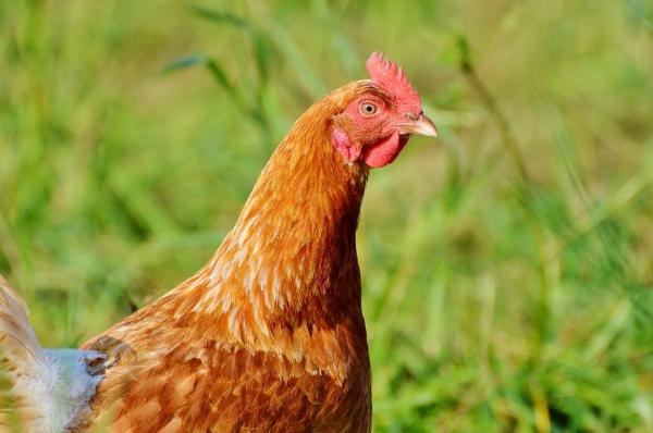 ¿Por qué las gallinas comen sus propios huevos? - ¿Cómo se evita que las gallinas se coman sus propios huevos?