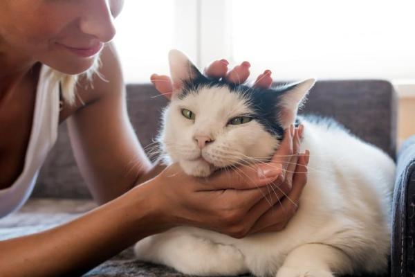 Cómo darle un masaje a un gato - Desarrollando el masaje de tu gato